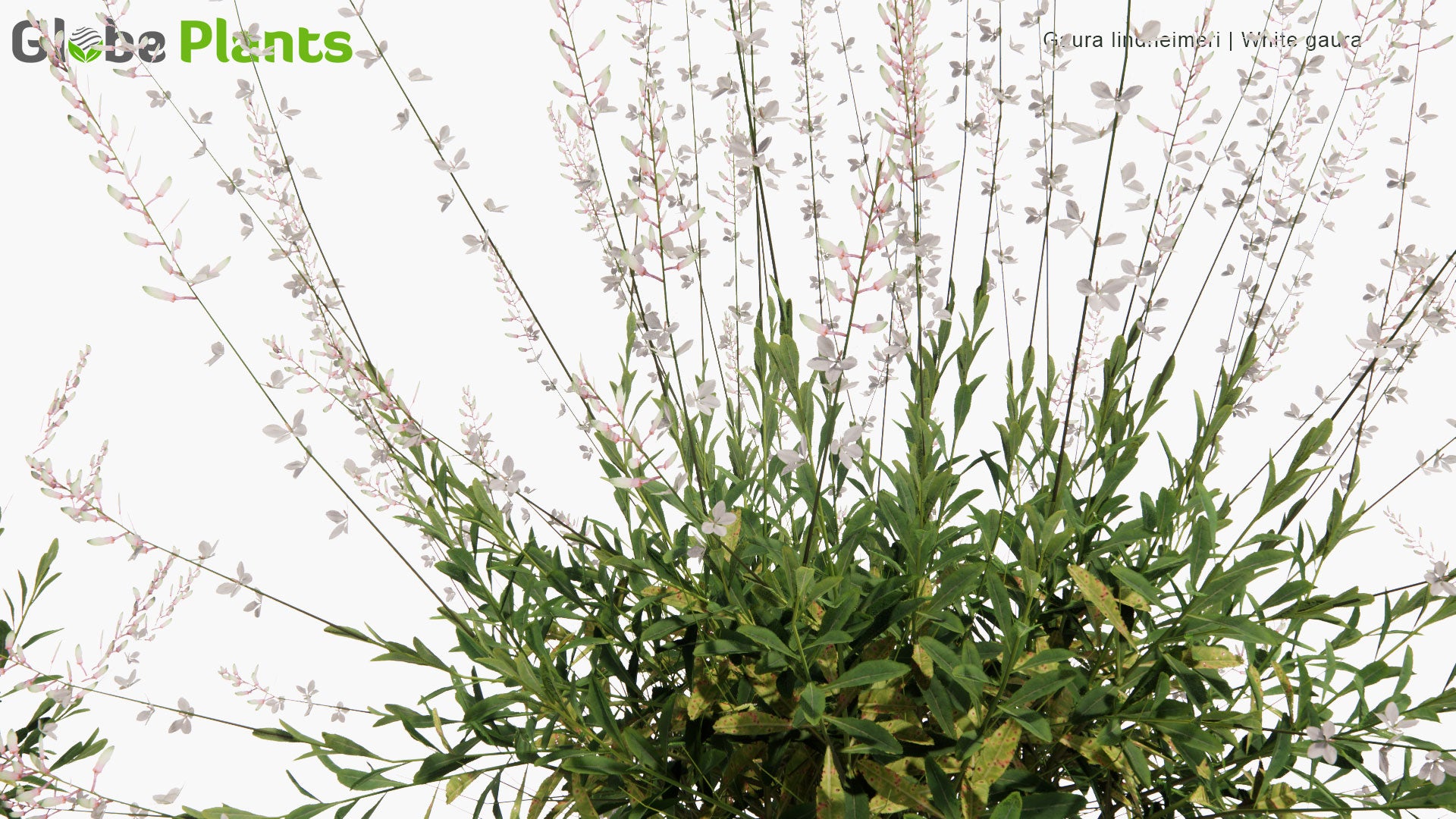 Low Poly Gaura Lindheimeri - Lindheimer's Beeblossom, White Gaura, Lindheimer's Clockweed, Indian Feather (3D Model)