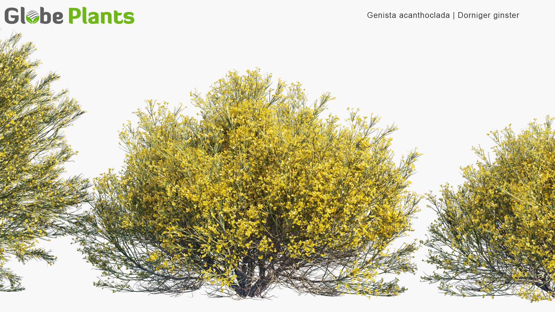 Low Poly Genista Acanthoclada - Dorniger Ginster, Broom  (3D Model)