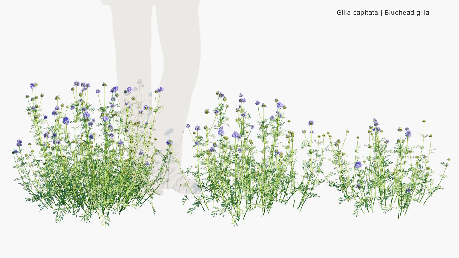 Gilia Capitata - Blue-Thimble-Flower, Bluehead Gilia, Blue Field Gilia, Globe Gilia (3D Model)