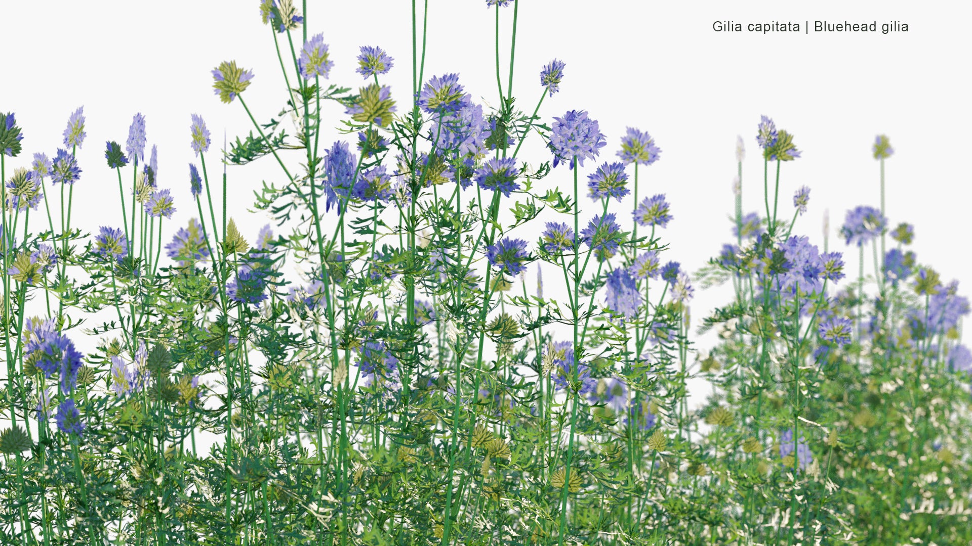Low Poly Gilia Capitata - Blue-Thimble-Flower, Bluehead Gilia, Blue Field Gilia, Globe Gilia (3D Model)