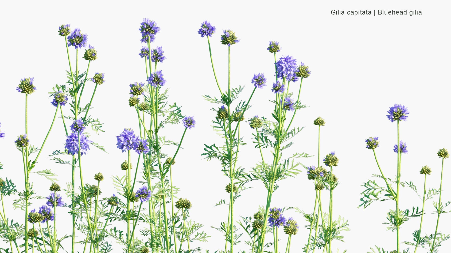 Gilia Capitata - Blue-Thimble-Flower, Bluehead Gilia, Blue Field Gilia, Globe Gilia (3D Model)