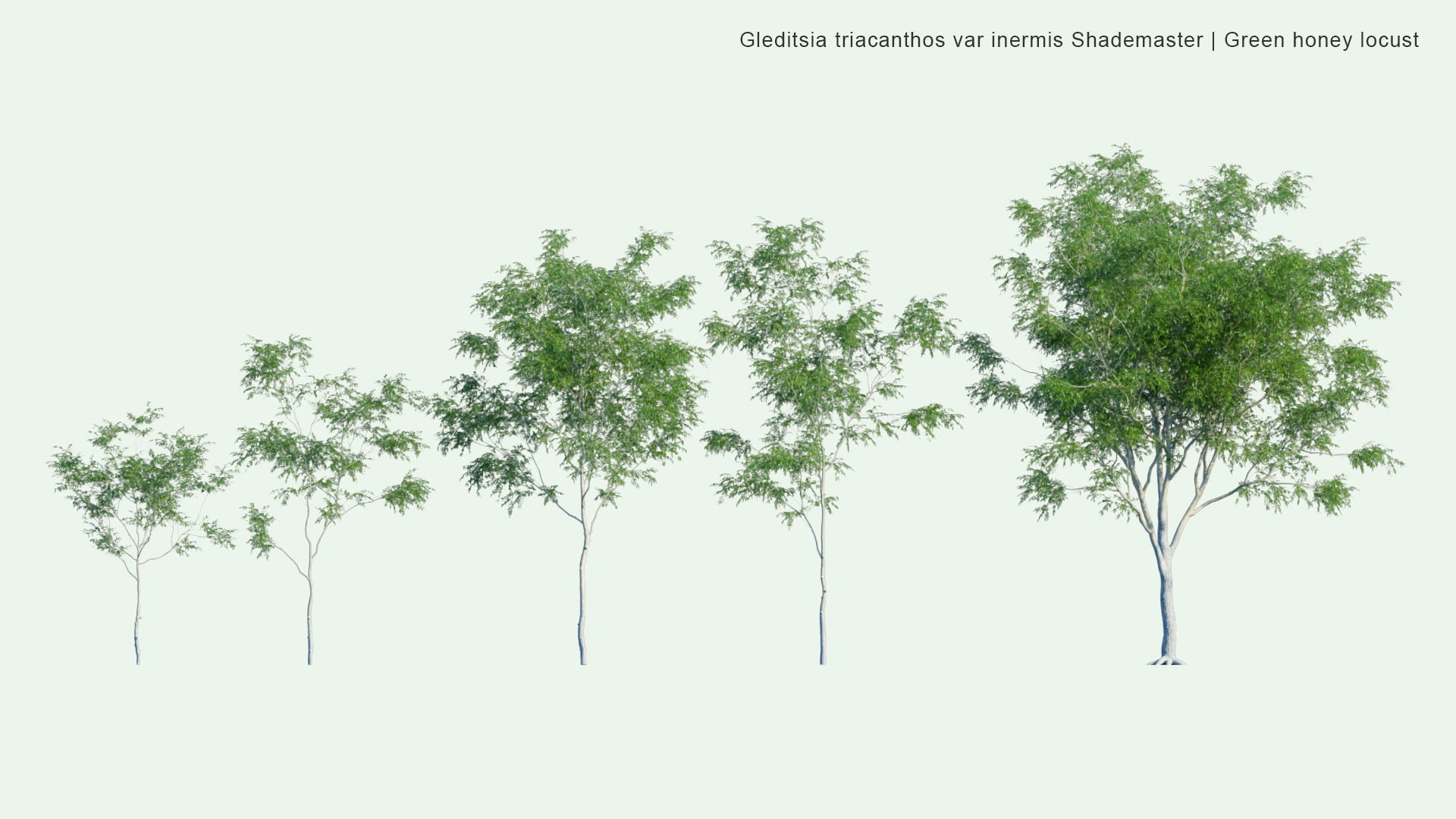 2D Gleditsia Triacanthos Var. Inermis 'Shademaster' - Green Honey Locust