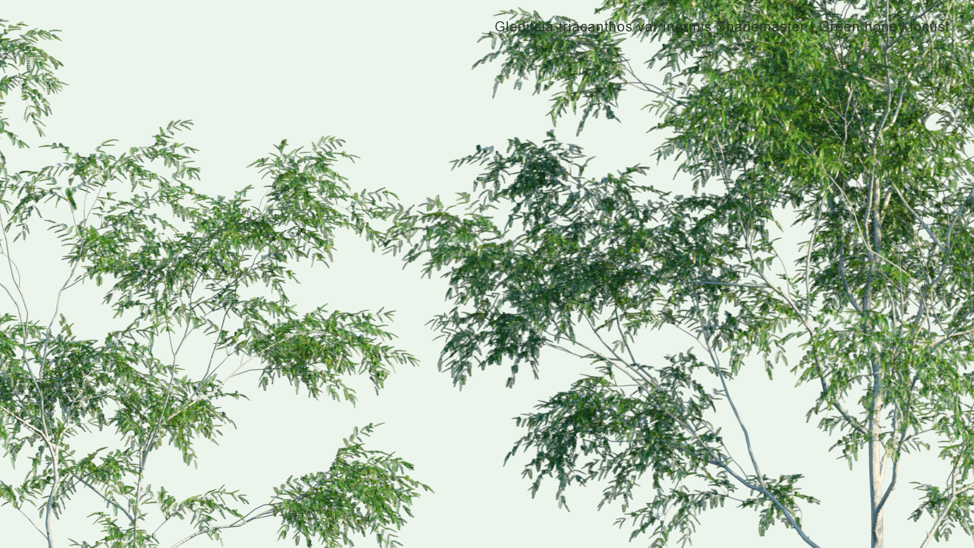 2D Gleditsia Triacanthos Var. Inermis 'Shademaster' - Green Honey Locust