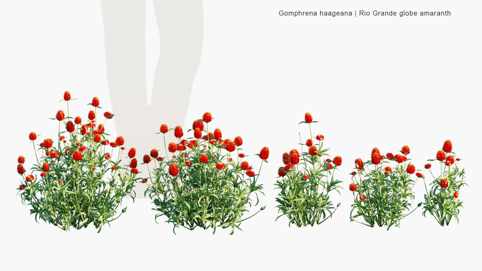 Gomphrena Haageana - Rio Grande Globe Amaranth, Strawberry Fields Globe Amaranth (3D Model)