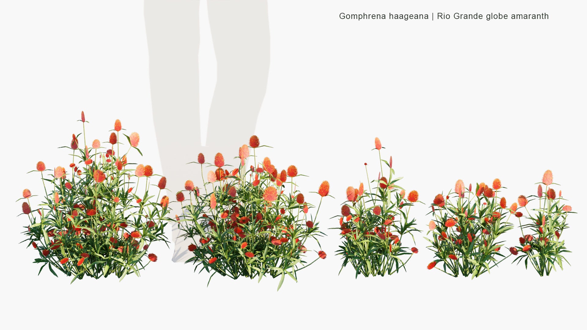 Low Poly Gomphrena Haageana - Rio Grande Globe Amaranth, Strawberry Fields Globe Amaranth (3D Model)