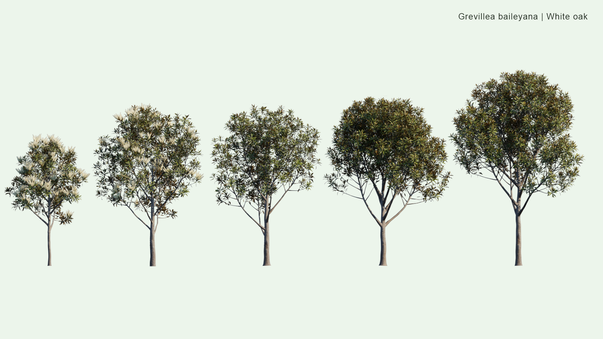 2D Grevillea Baileyana - White Oak