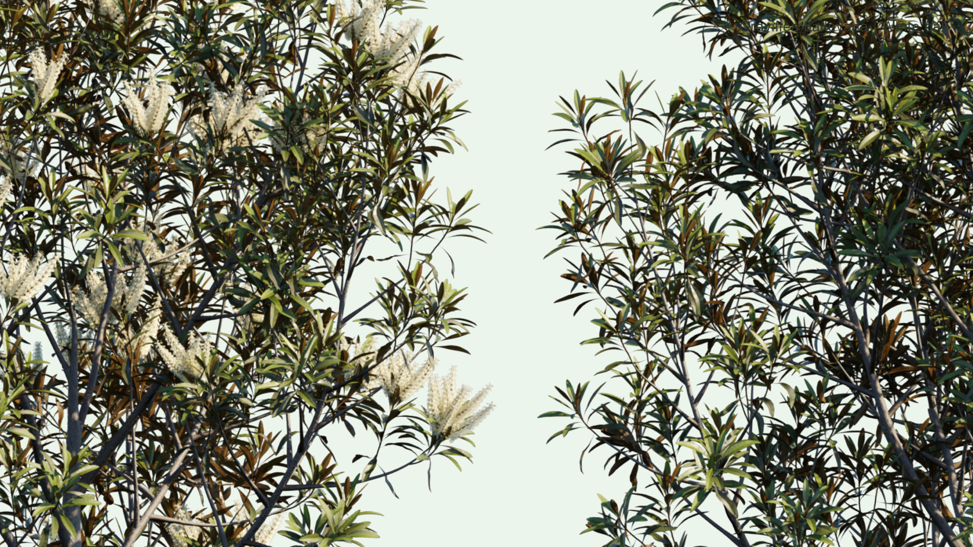 2D Grevillea Baileyana - White Oak