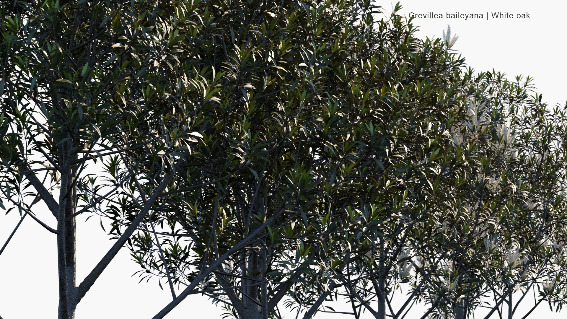 Low Poly Grevillea Baileyana - White Oak (3D Model)