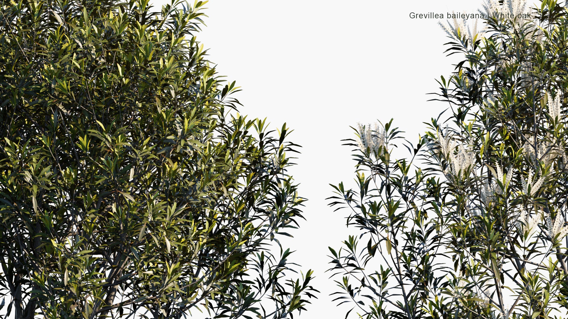 Low Poly Grevillea Baileyana - White Oak (3D Model)