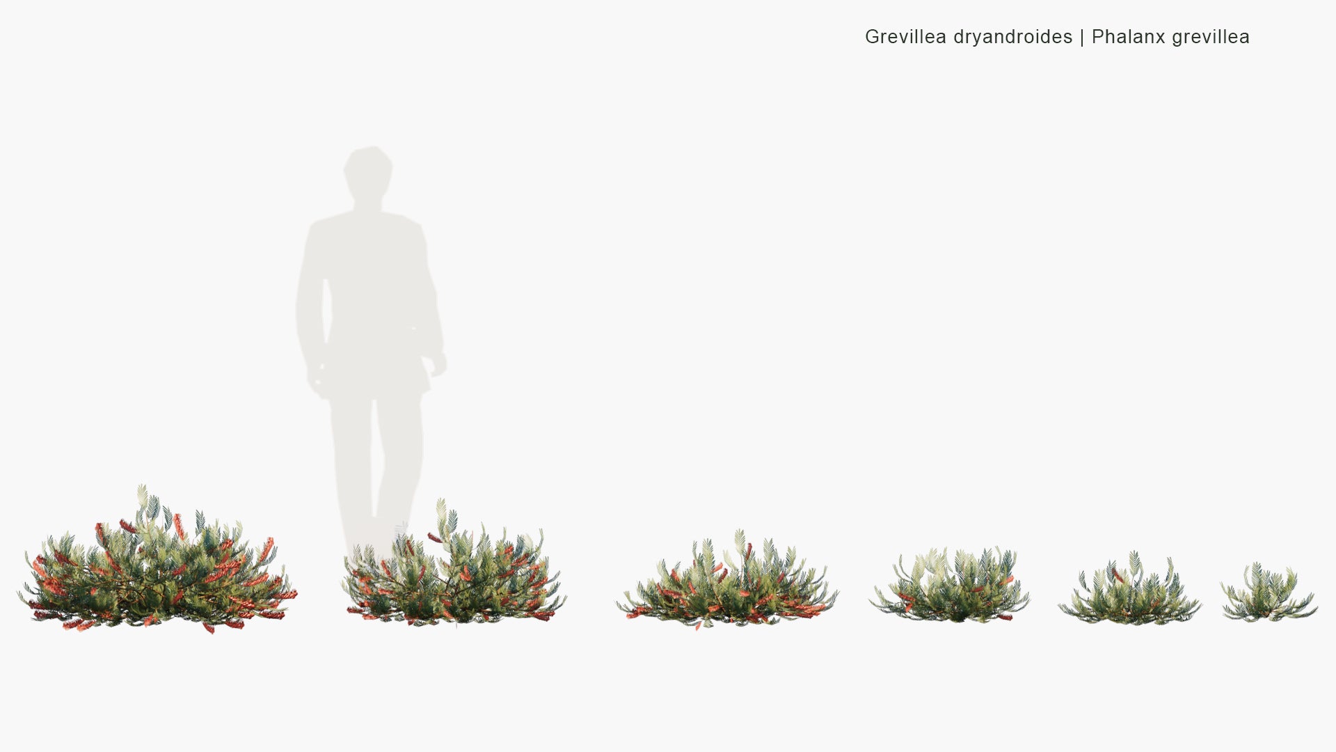 Low Poly Grevillea Dryandroides - Phalanx Grevillea (3D Model)