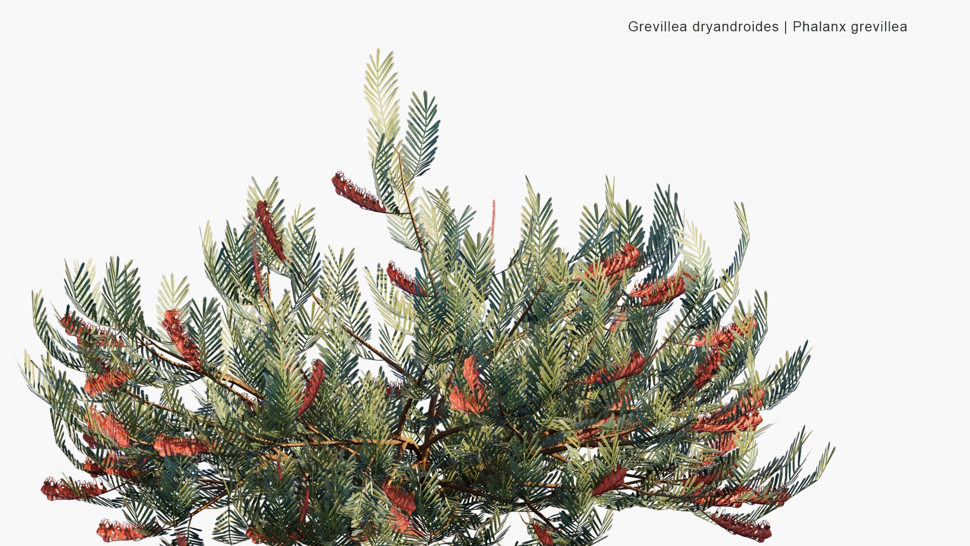 Low Poly Grevillea Dryandroides - Phalanx Grevillea (3D Model)