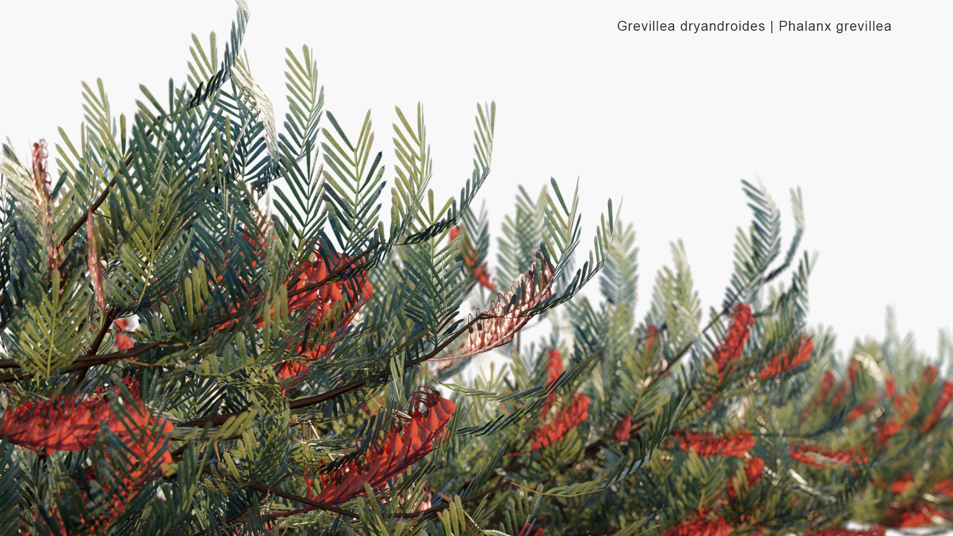 Low Poly Grevillea Dryandroides - Phalanx Grevillea (3D Model)