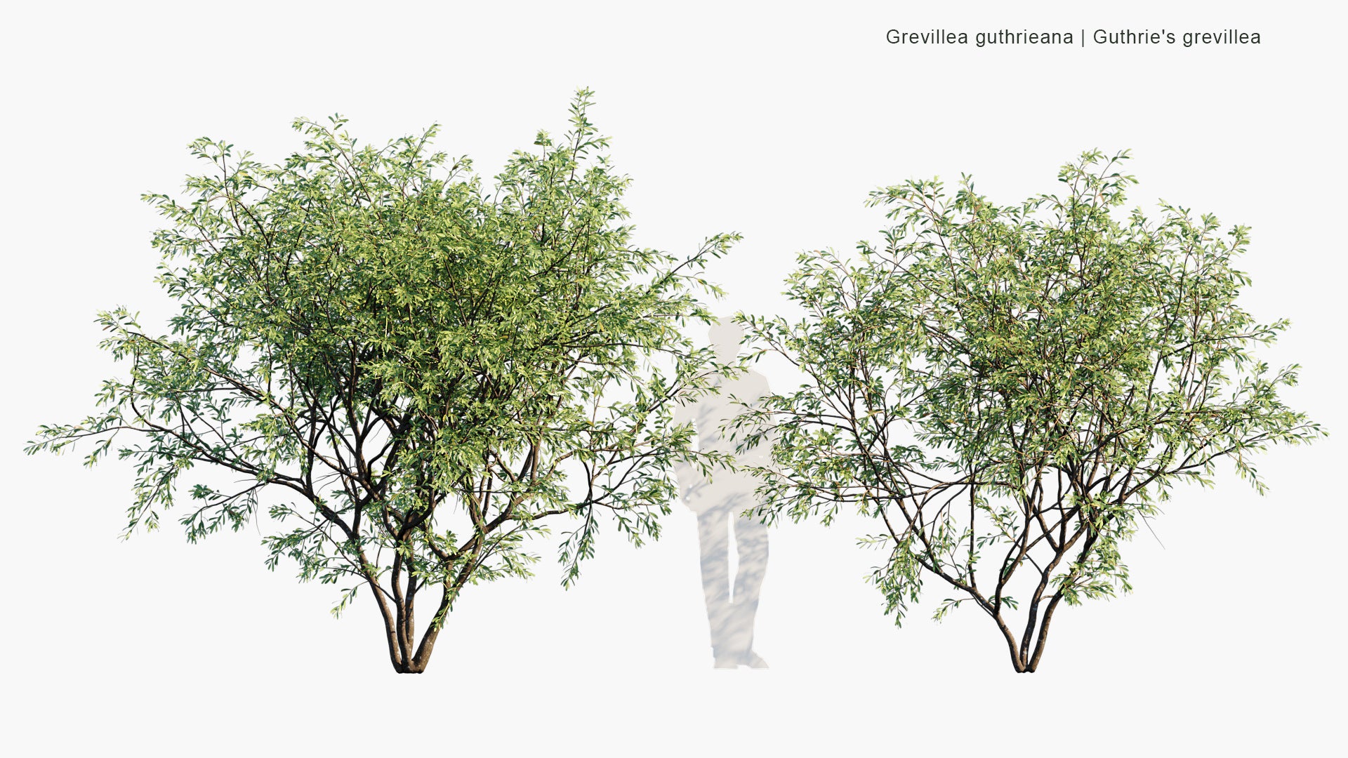 Grevillea Guthrieana - Guthrie's Grevillea (3D Model)