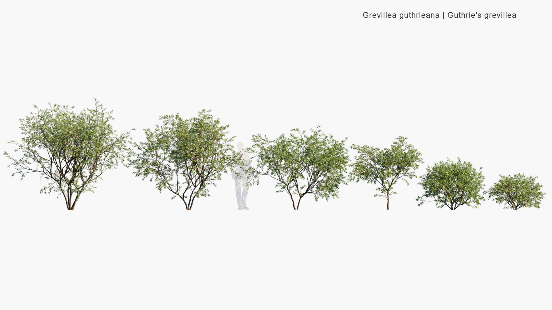 Low Poly Grevillea Guthrieana - Guthrie's Grevillea (3D Model)