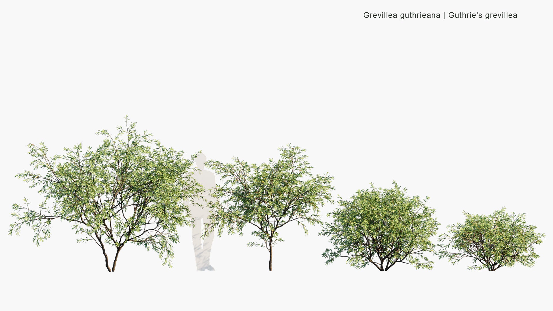 Grevillea Guthrieana - Guthrie's Grevillea (3D Model)