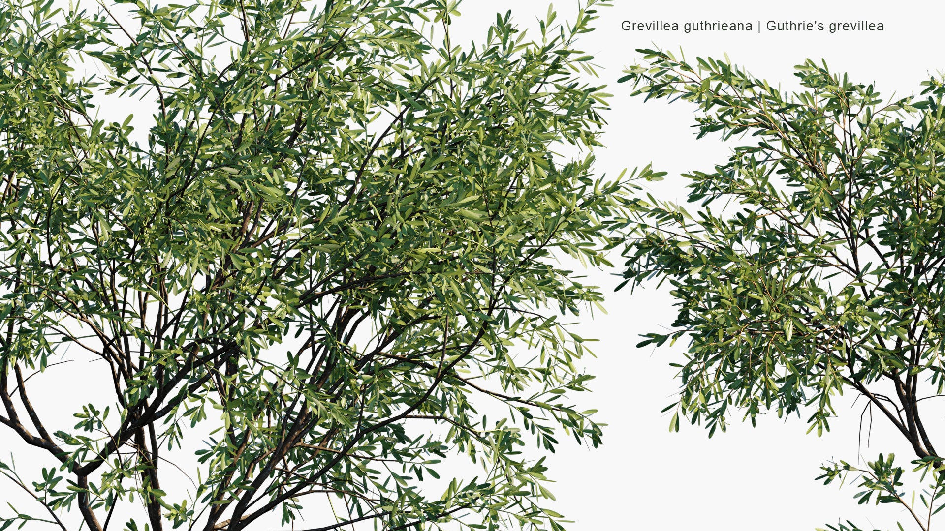 Low Poly Grevillea Guthrieana - Guthrie's Grevillea (3D Model)