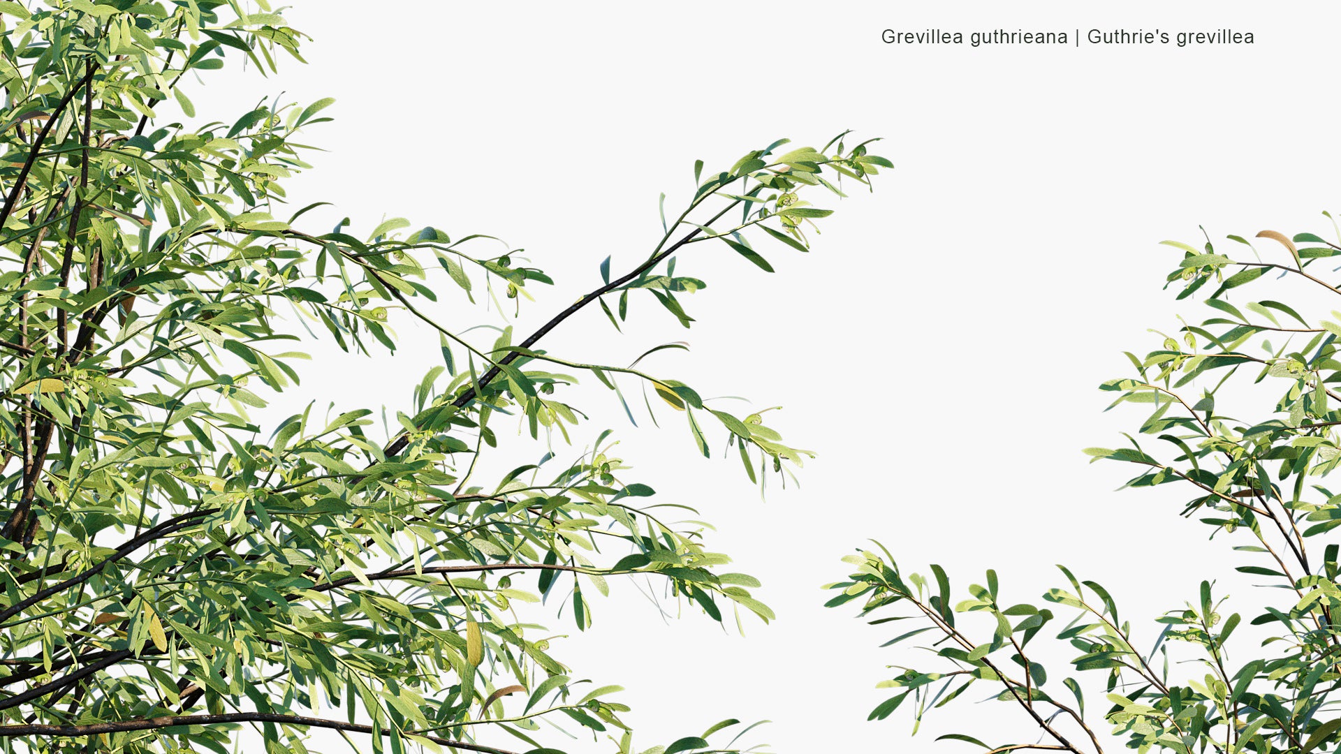 Grevillea Guthrieana - Guthrie's Grevillea (3D Model)