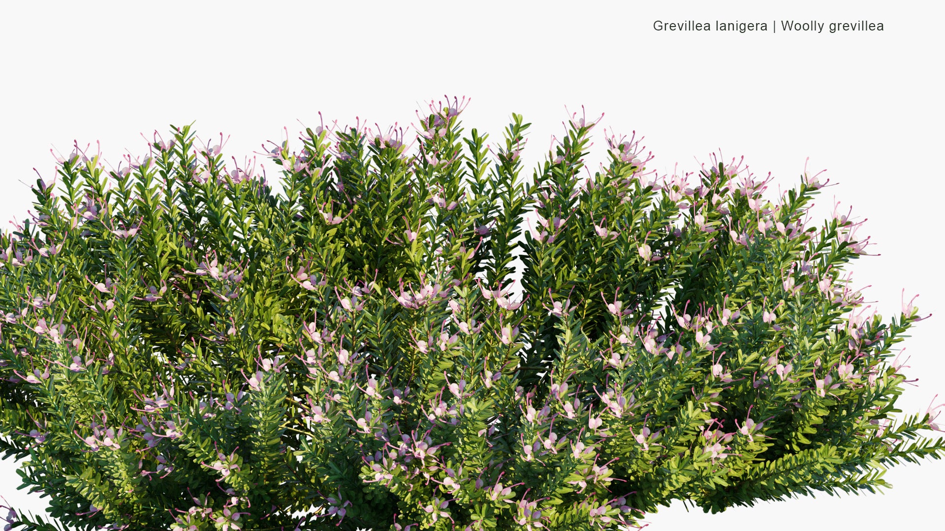 Low Poly Grevillea Lanigera - Woolly Grevillea (3D Model)