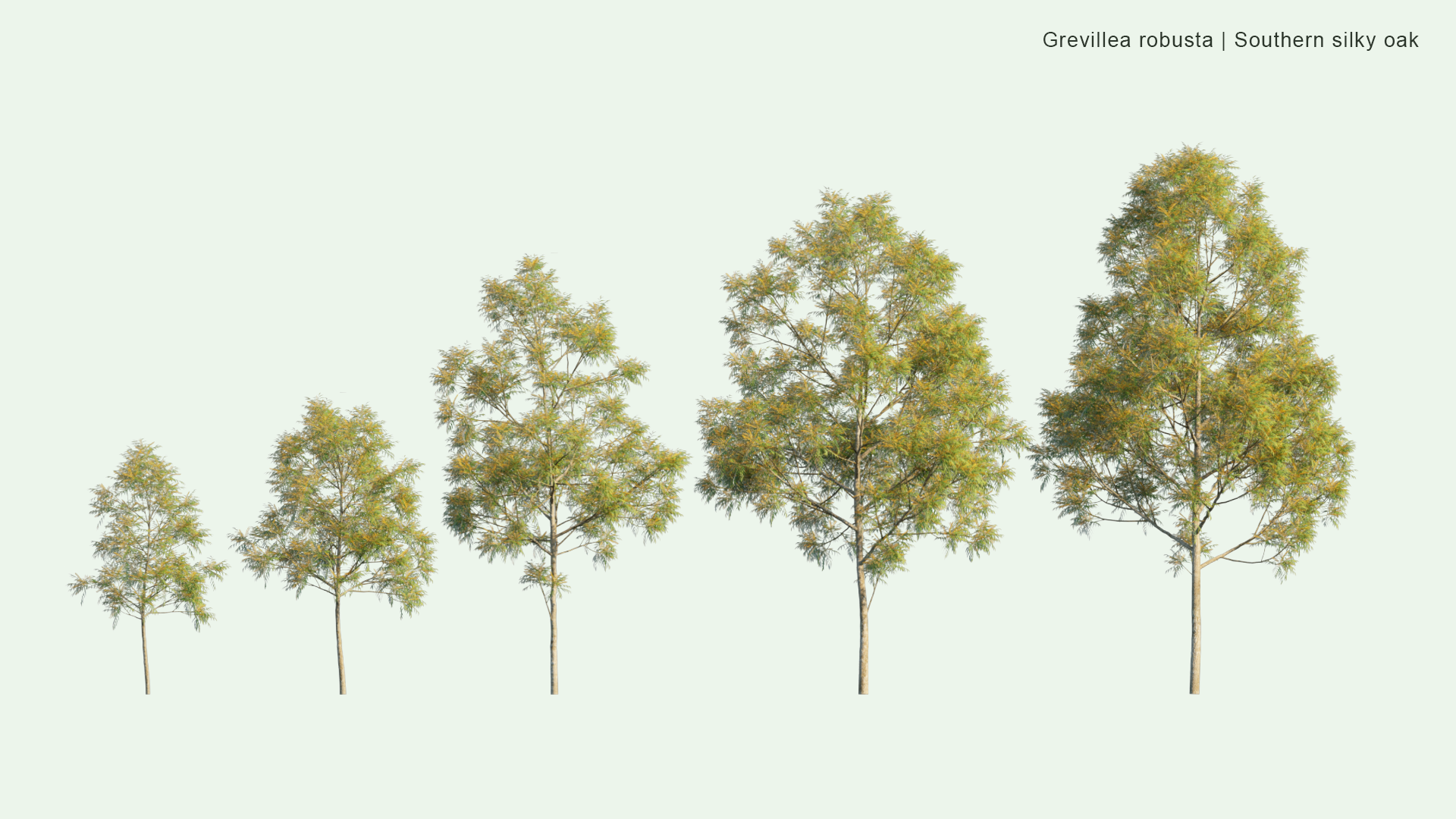 2D Grevillea Robusta - Southern Silky Oak, Silk Oak, Silky Oak, Silver Oak, Australian Silver Oak