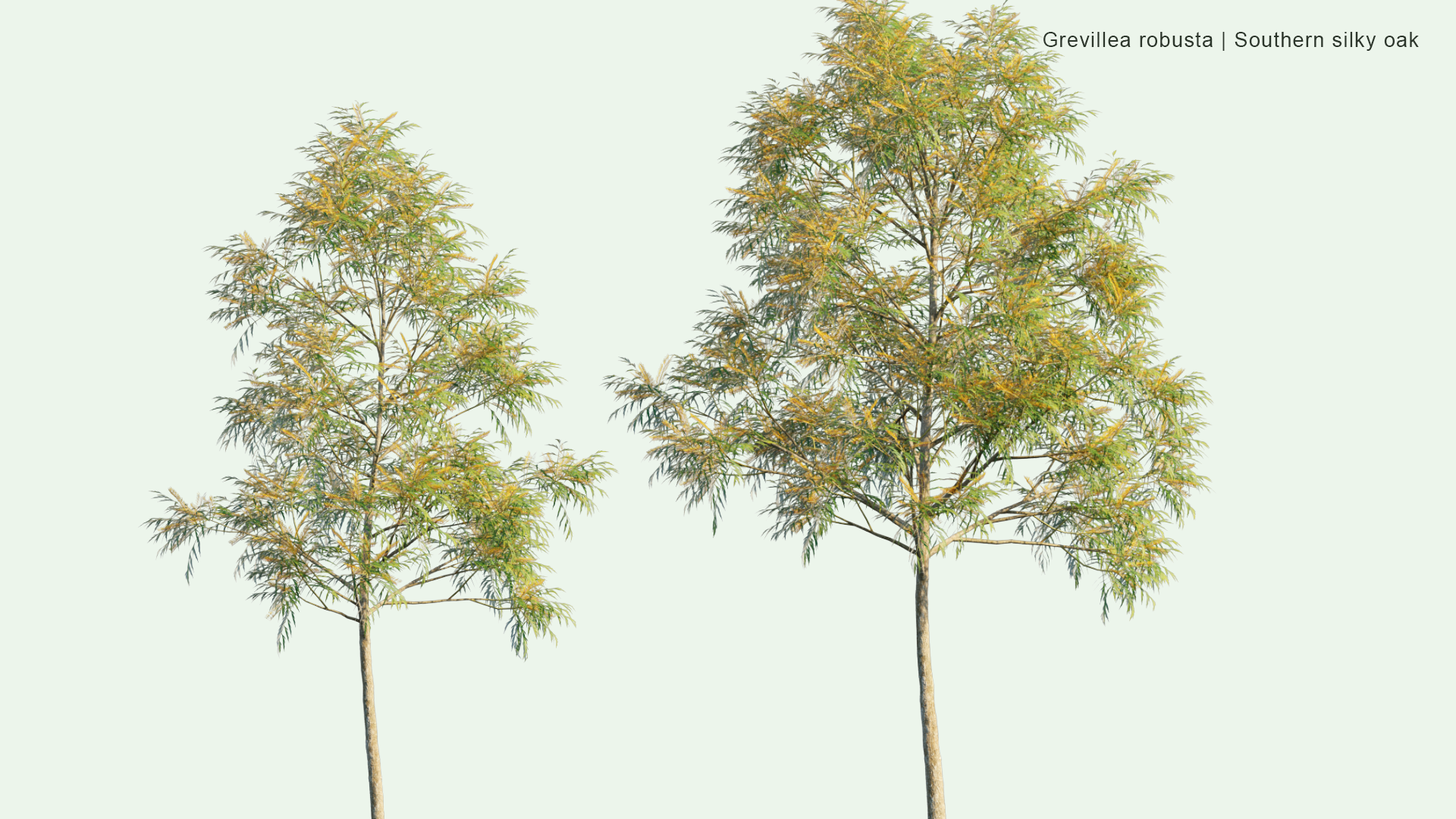 2D Grevillea Robusta - Southern Silky Oak, Silk Oak, Silky Oak, Silver Oak, Australian Silver Oak