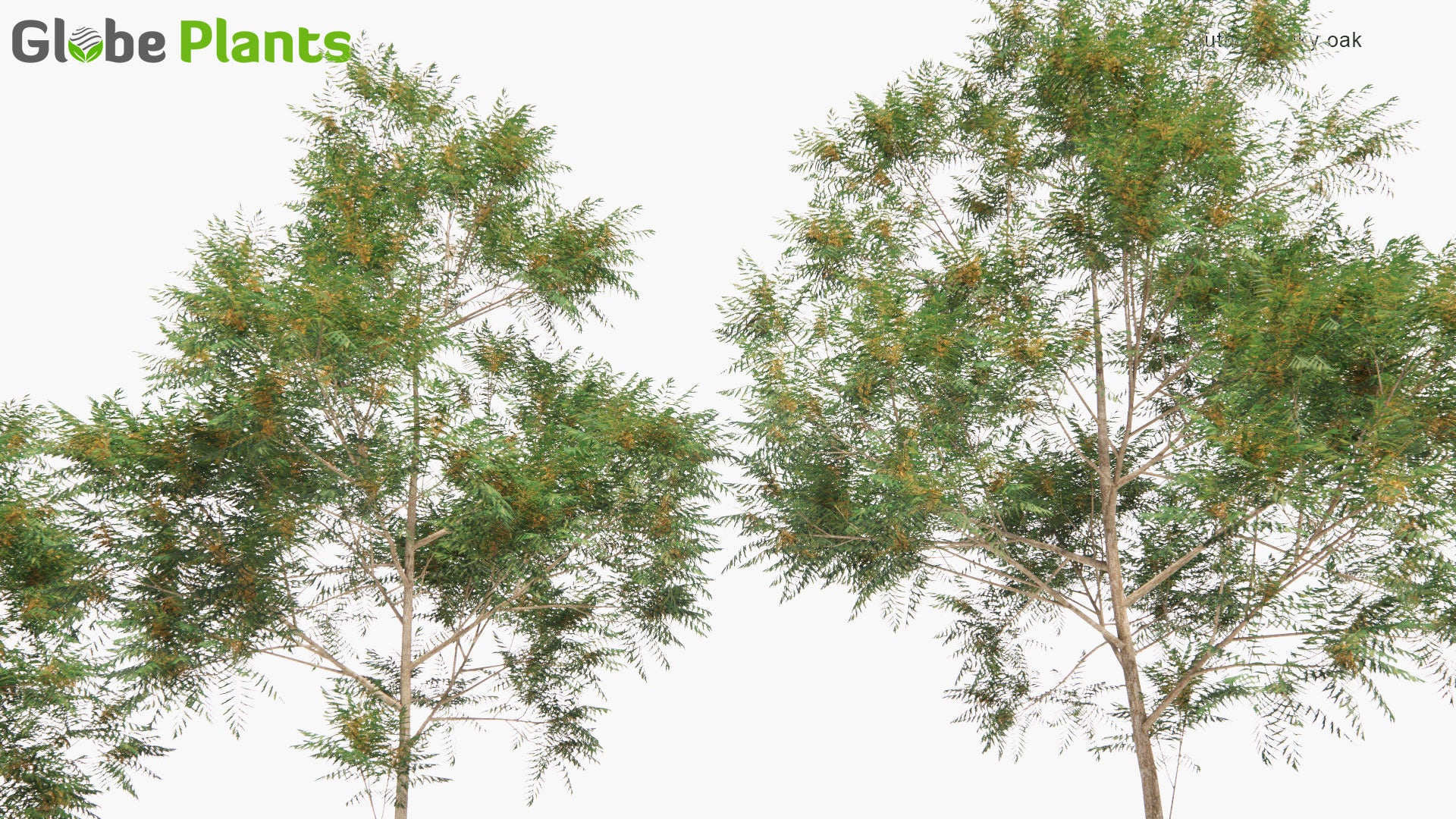 Low Poly Grevillea Robusta - Southern Silky Oak, Silk Oak, Silky Oak, Silver Oak, Australian Silver Oak (3D Model)