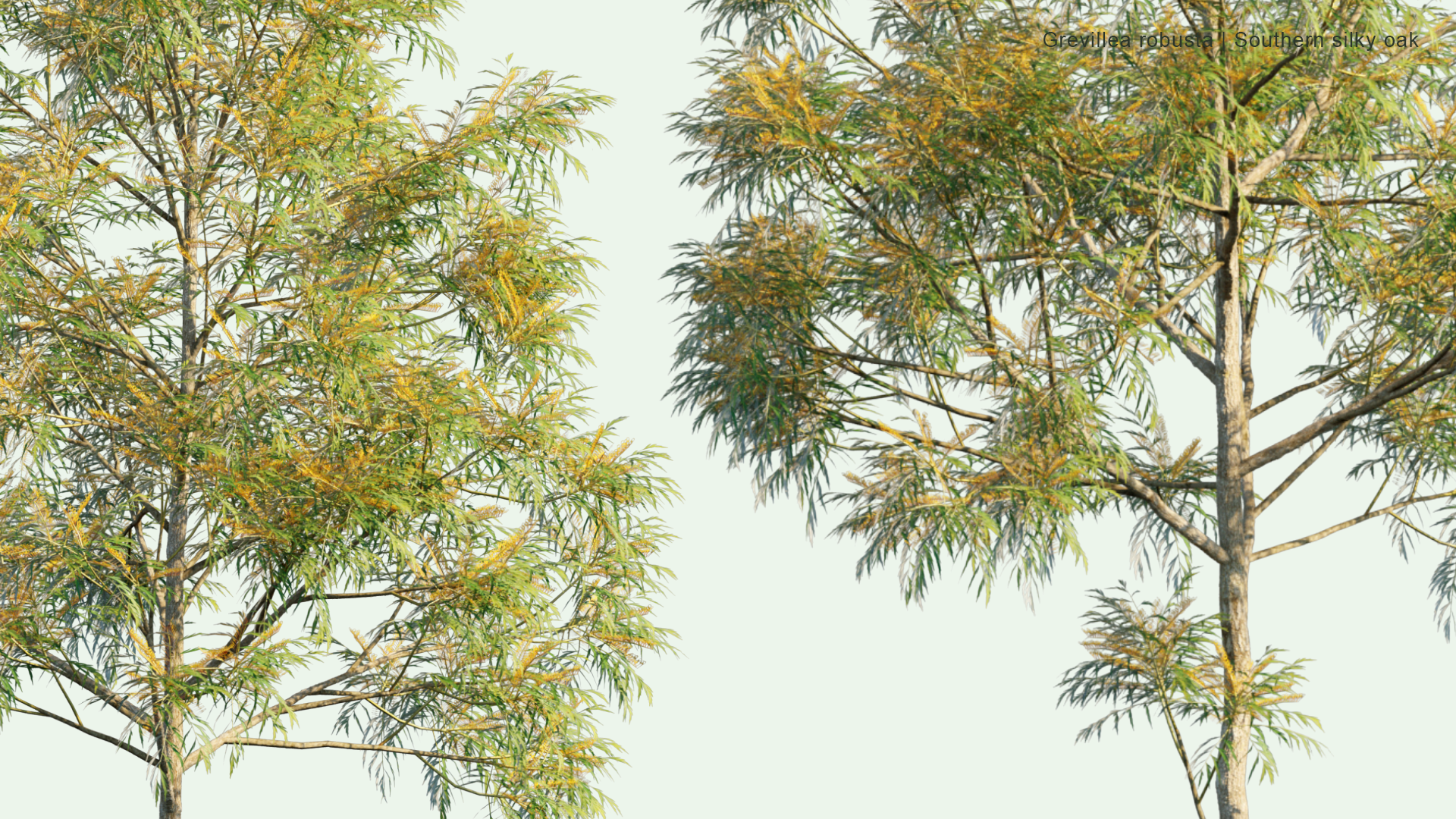 2D Grevillea Robusta - Southern Silky Oak, Silk Oak, Silky Oak, Silver Oak, Australian Silver Oak