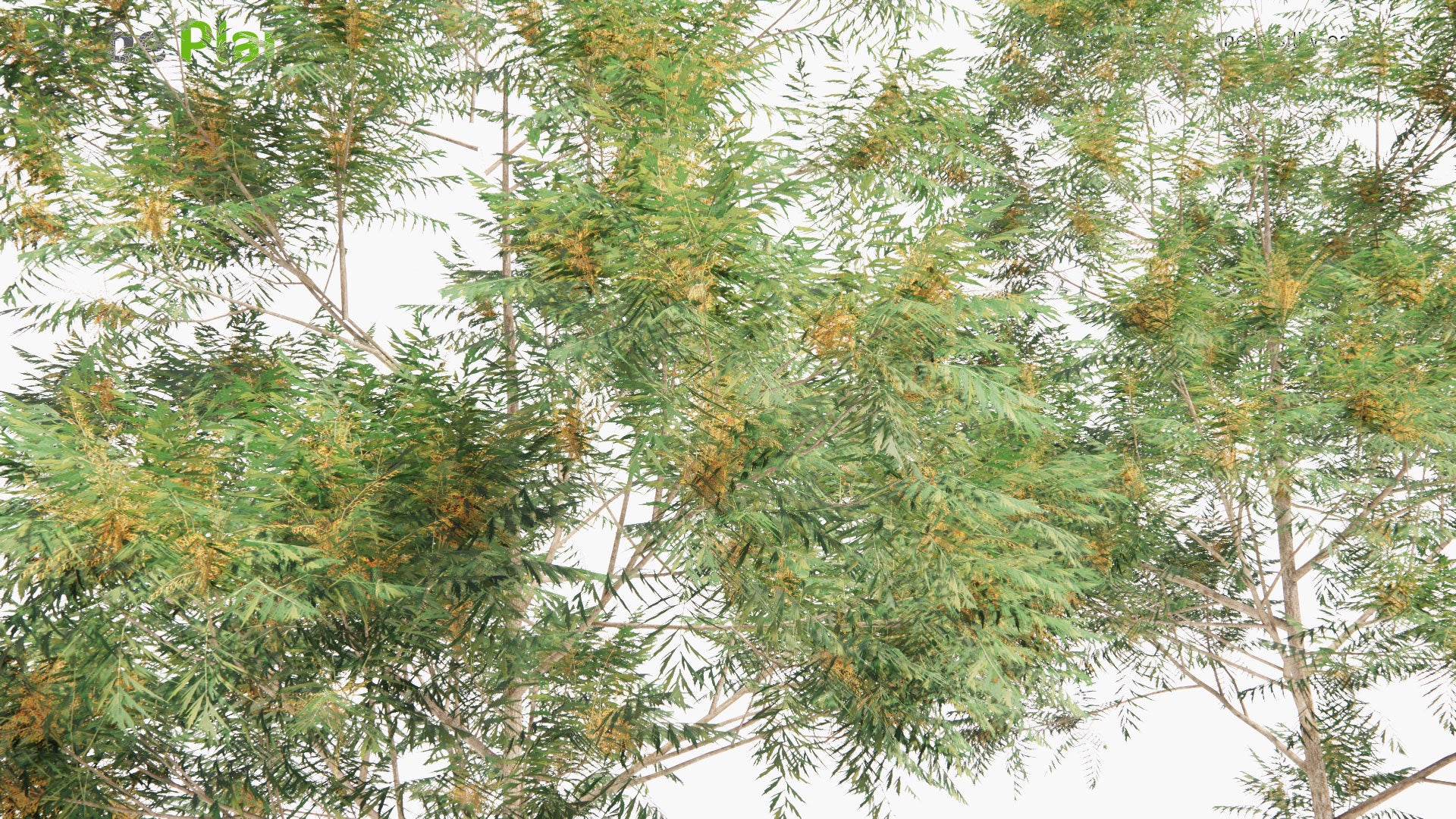 Low Poly Grevillea Robusta - Southern Silky Oak, Silk Oak, Silky Oak, Silver Oak, Australian Silver Oak (3D Model)