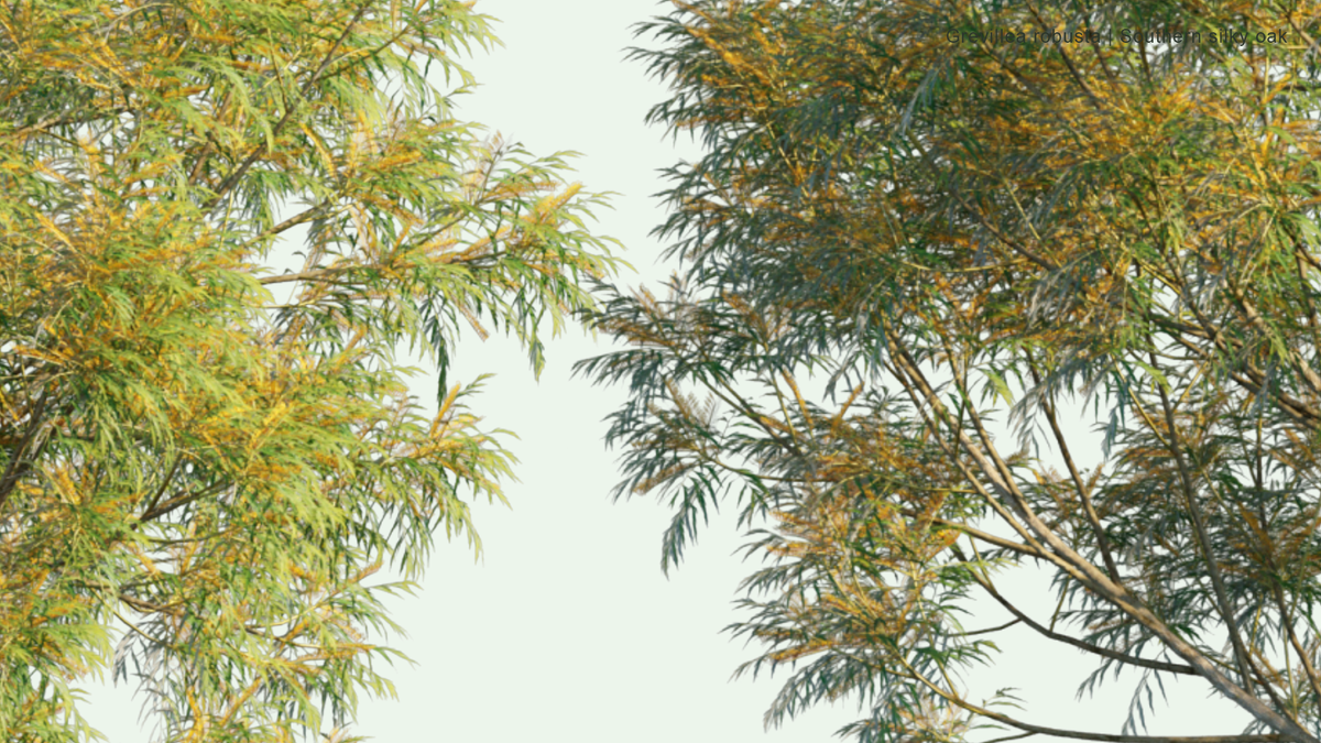 2D | Grevillea Robusta - Southern Silky Oak, Silk Oak