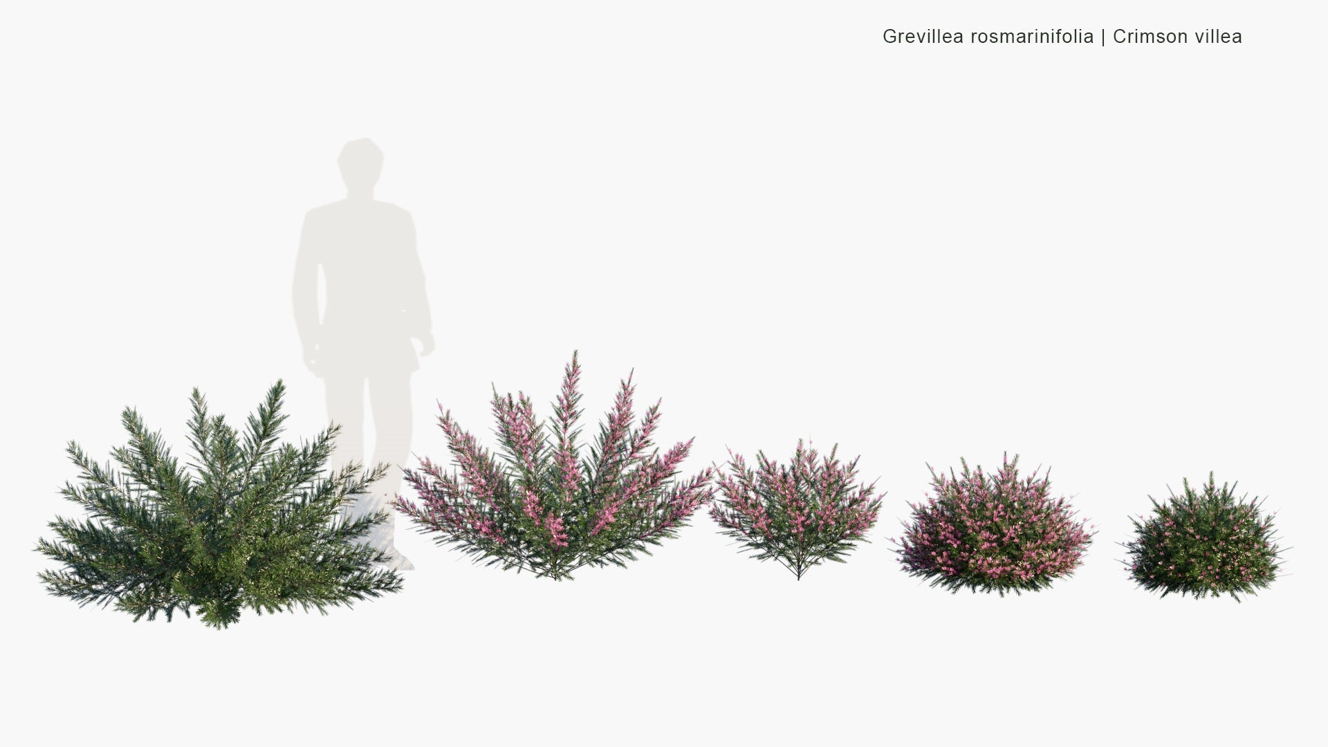 Low Poly Grevillea Rosmarinifolia - Crimson Villea (3D Model)