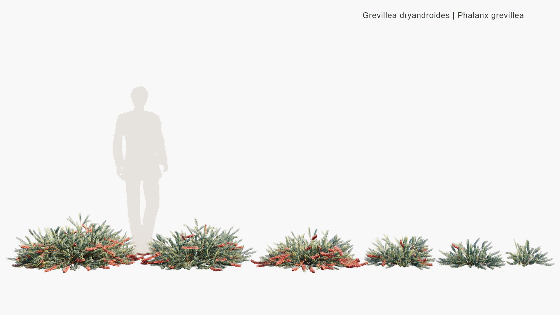 Grevillea Dryandroides - Phalanx Grevillea (3D Model)