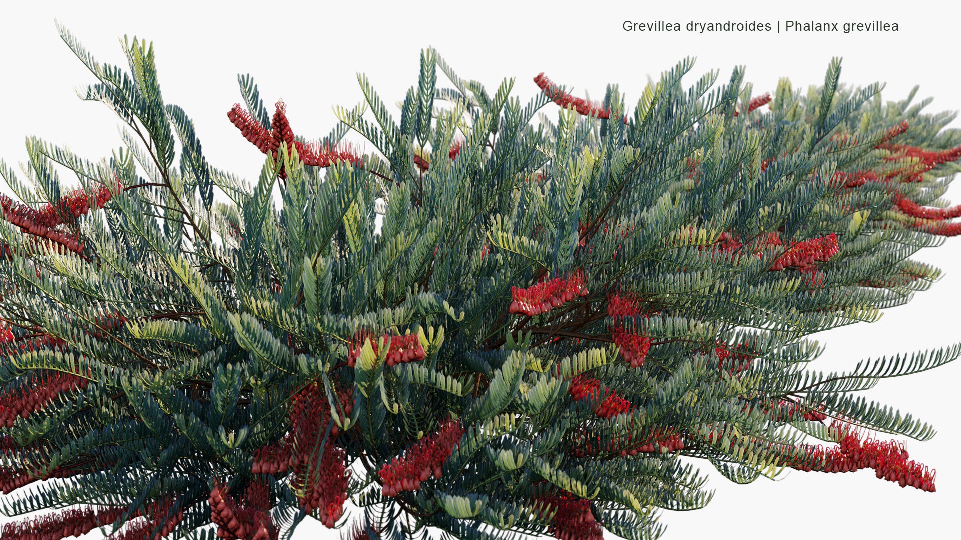 Grevillea Dryandroides - Phalanx Grevillea (3D Model)