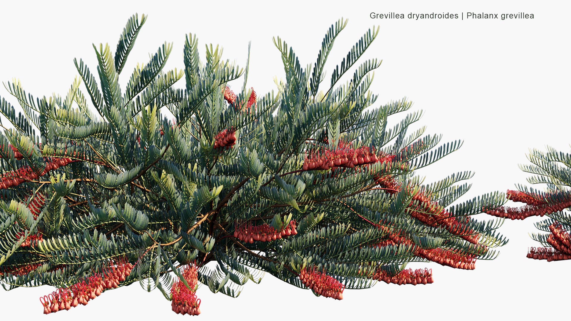 Grevillea Dryandroides - Phalanx Grevillea (3D Model)