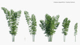 Load image into Gallery viewer, Guadua Angustifolia - Colombian Timber Bamboo, Colombian Giant Thorny, Guadua Bamboo