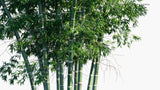 Load image into Gallery viewer, Guadua Angustifolia - Colombian Timber Bamboo, Colombian Giant Thorny, Guadua Bamboo