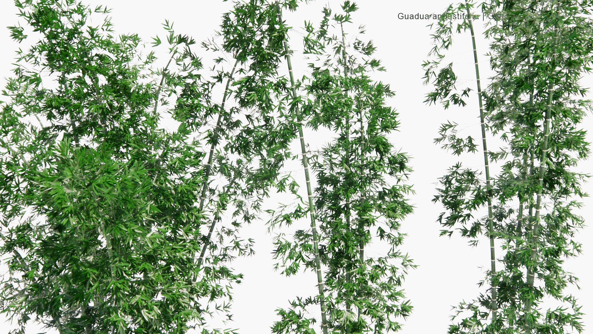 Low Poly Guadua Angustifolia - Colombian Timber Bamboo, Colombian Giant Thorny, Guadua Bamboo (3D Model)
