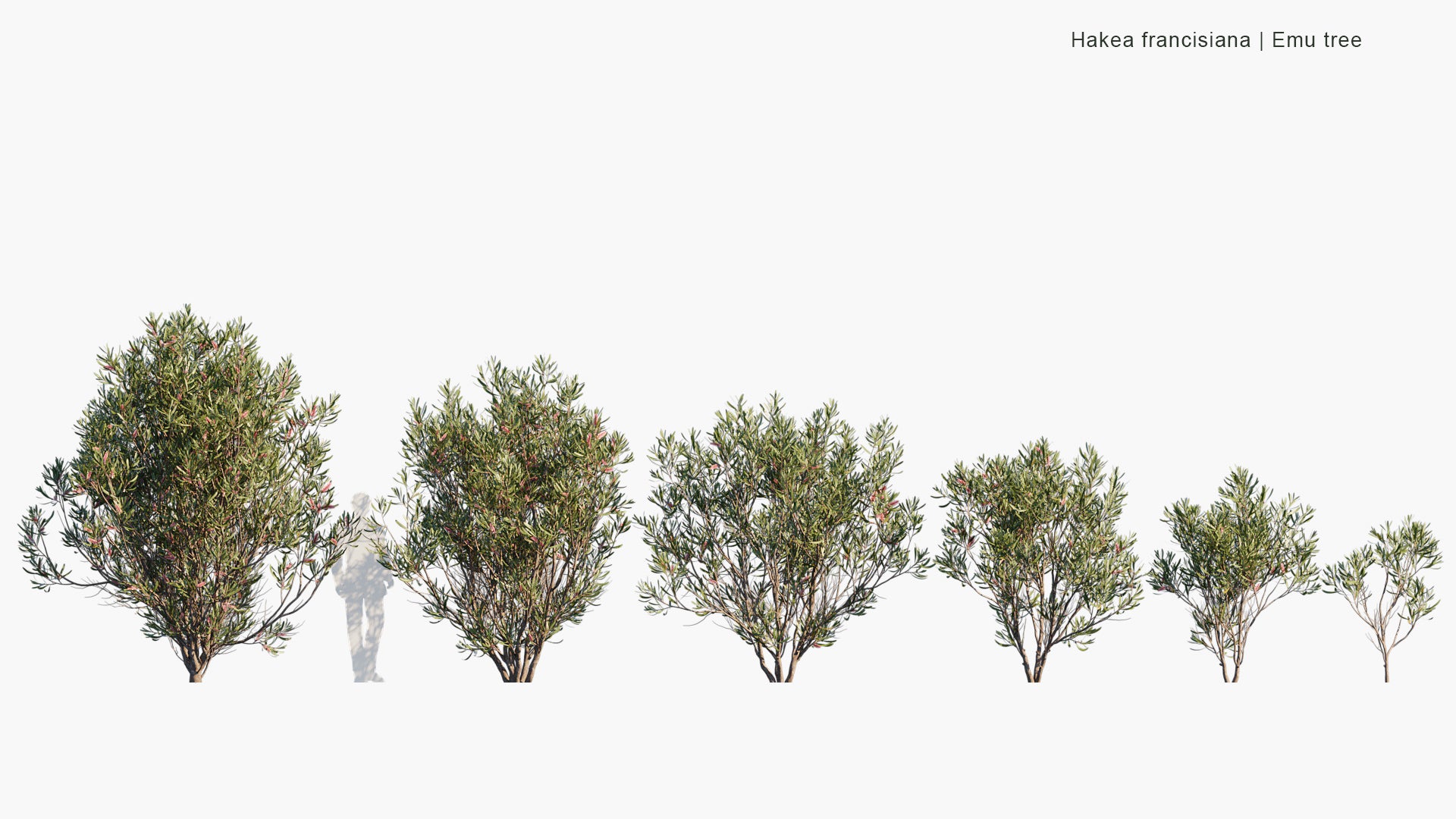 Hakea Francisiana - Emu Tree, Grass-leaf Hakea, Bottlebrush Hakea (3D Model)