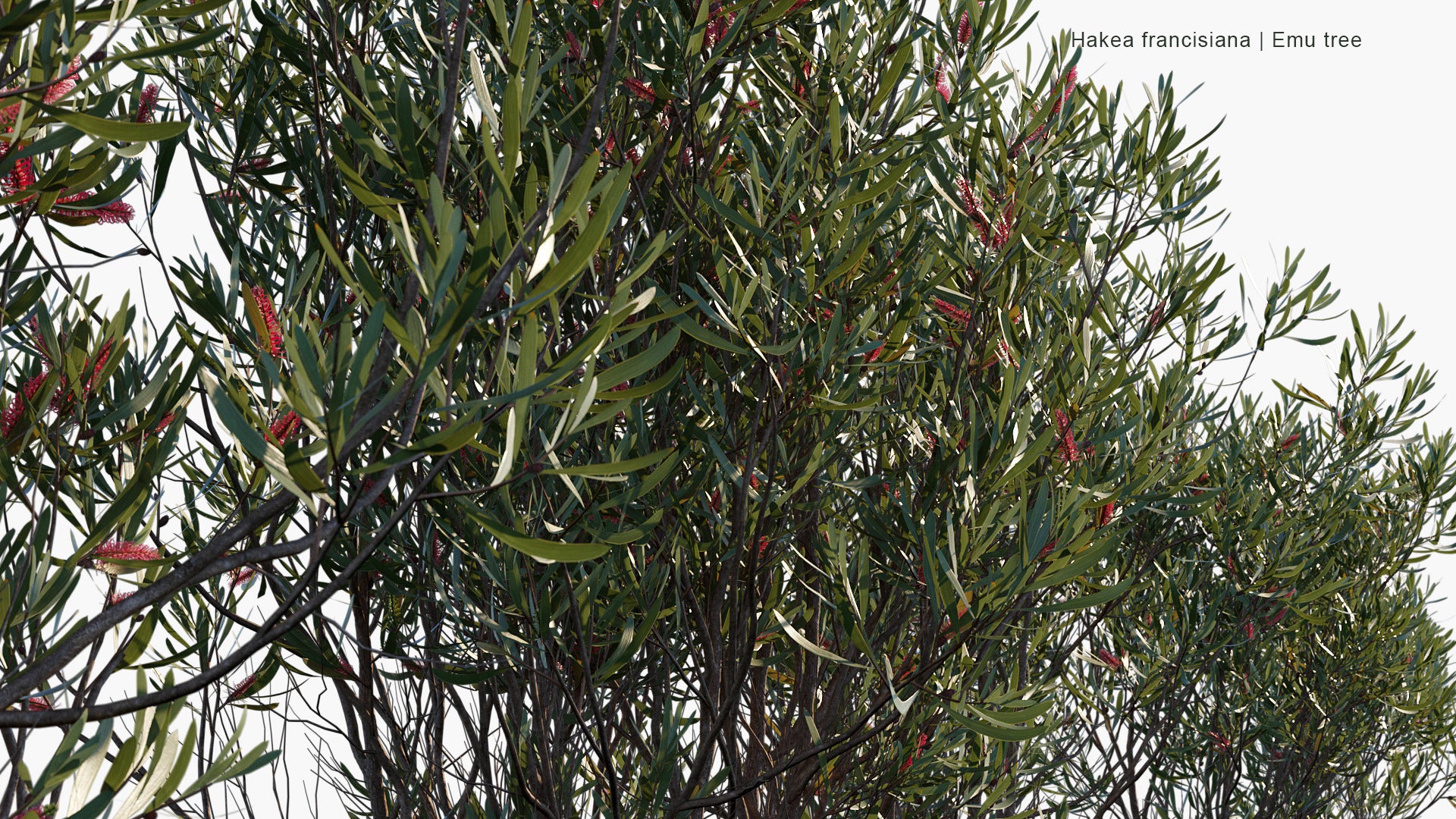 Hakea Francisiana - Emu Tree, Grass-leaf Hakea, Bottlebrush Hakea (3D Model)