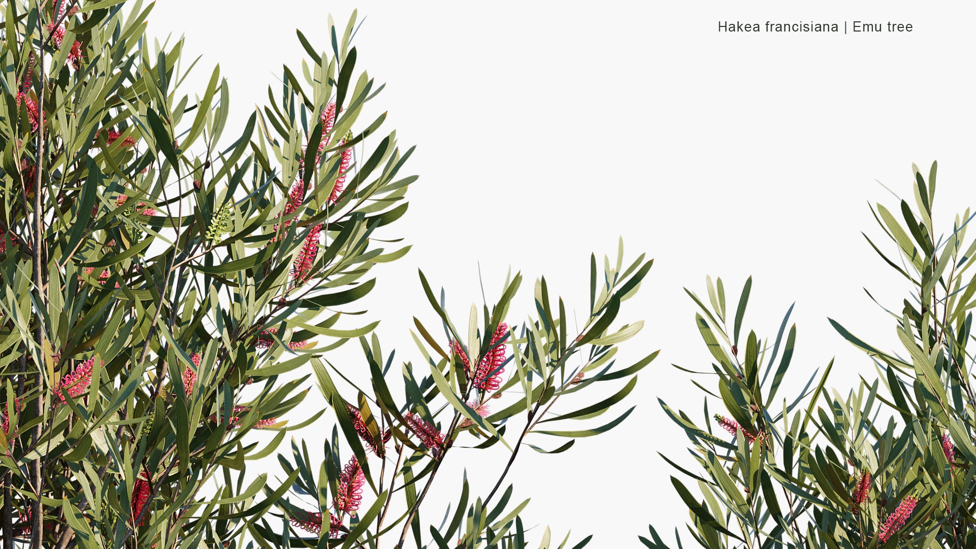 Hakea Francisiana - Emu Tree, Grass-leaf Hakea, Bottlebrush Hakea (3D Model)