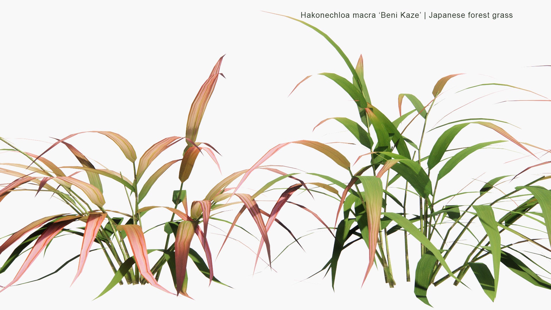 Low Poly Hakonechloa Macra 'Beni Kaze' - Japanese Forest Grass (3D Model)