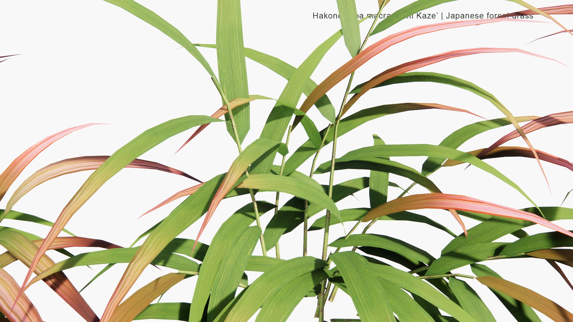 Low Poly Hakonechloa Macra 'Beni Kaze' - Japanese Forest Grass (3D Model)