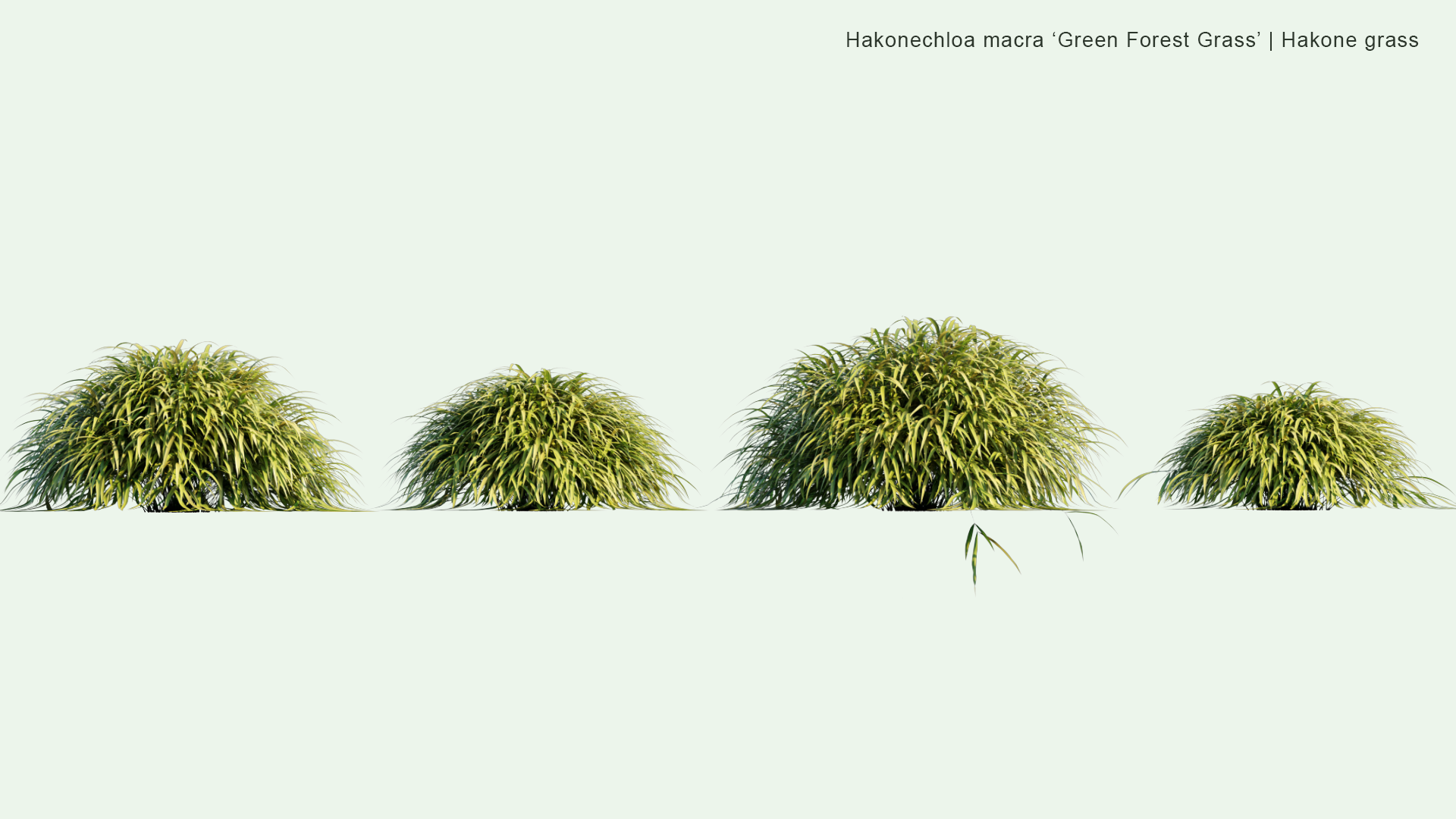 2D Hakonechloa Macra ‘ Green Forest Grass’ - Hakone Grass