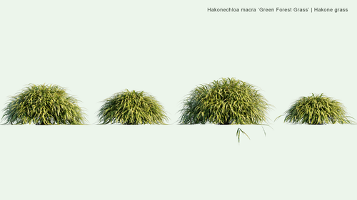 Hakonechloa Macra ‘ Green Forest Grass’ 