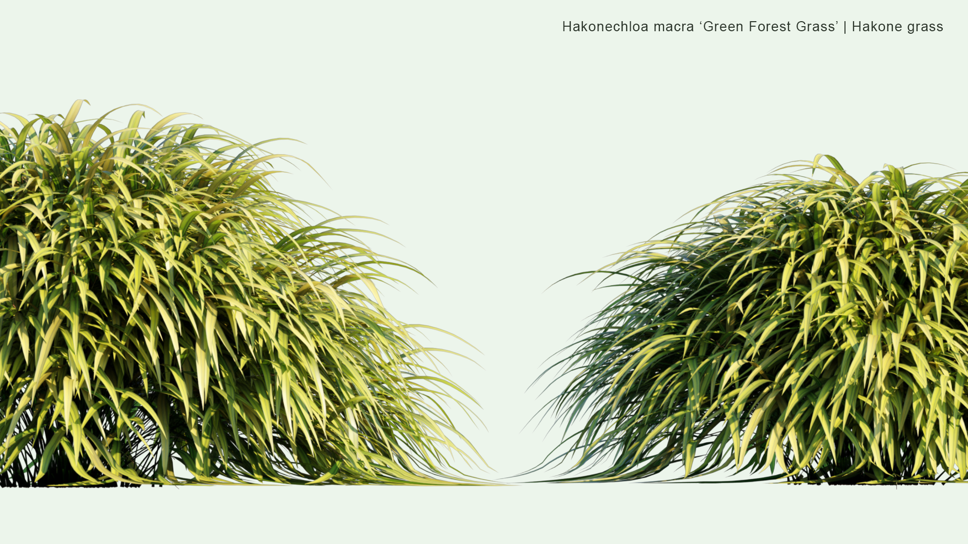 2D Hakonechloa Macra ‘ Green Forest Grass’ - Hakone Grass