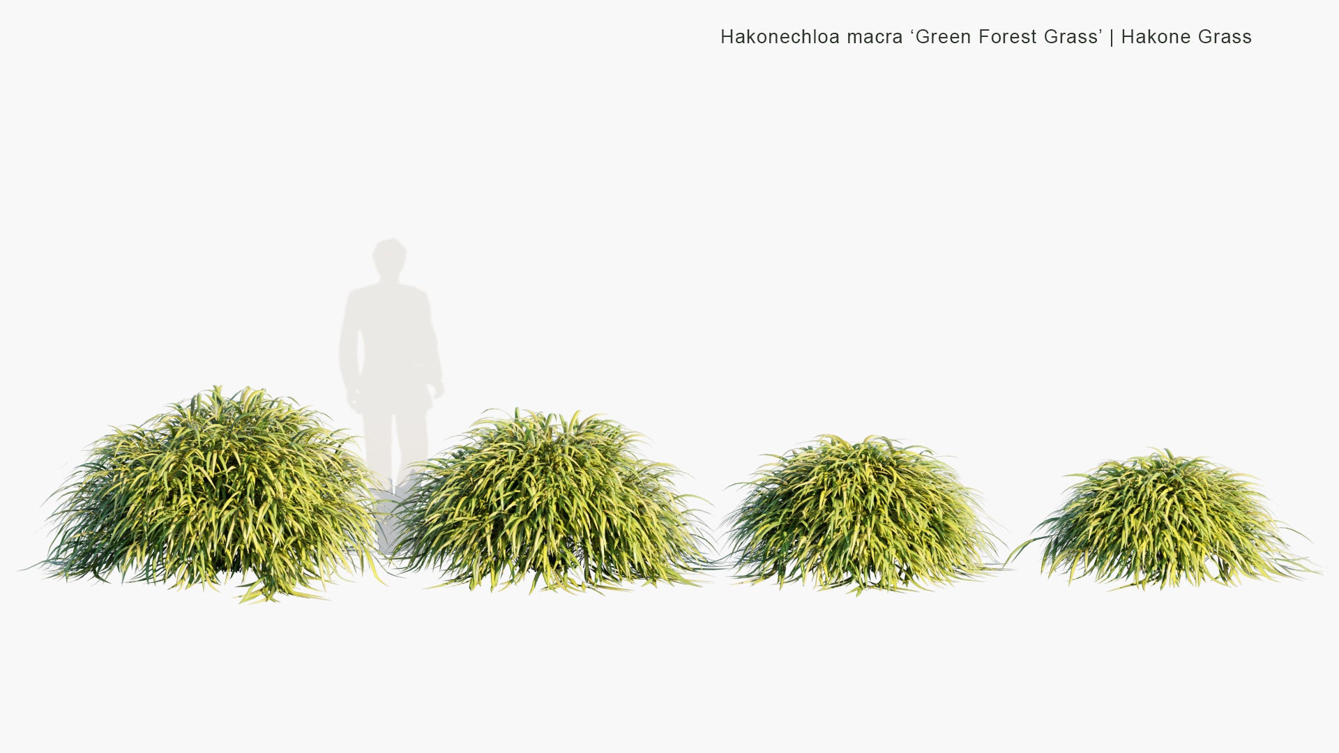 Low Poly Hakonechloa Macra ‘ Green Forest Grass’ - Hakone Grass (3D Model)