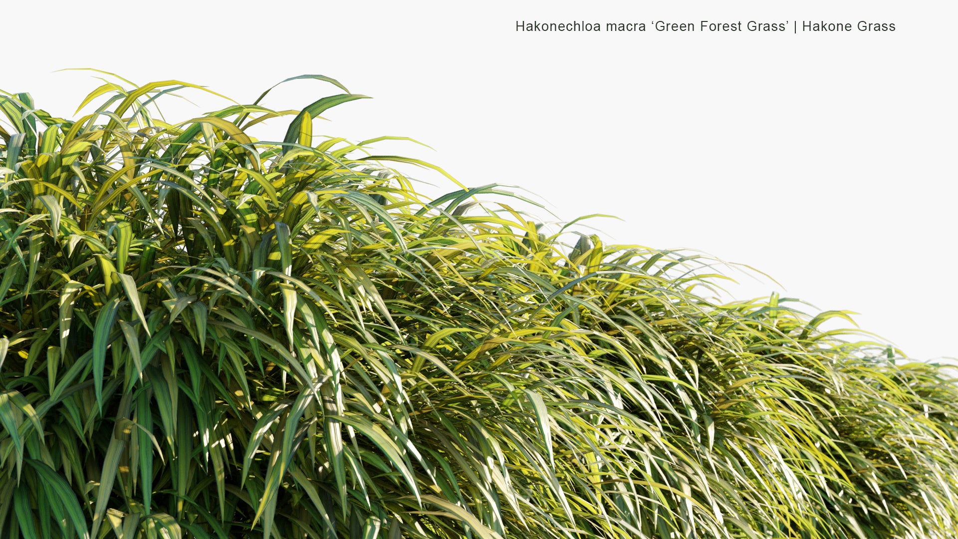 Low Poly Hakonechloa Macra ‘ Green Forest Grass’ - Hakone Grass (3D Model)