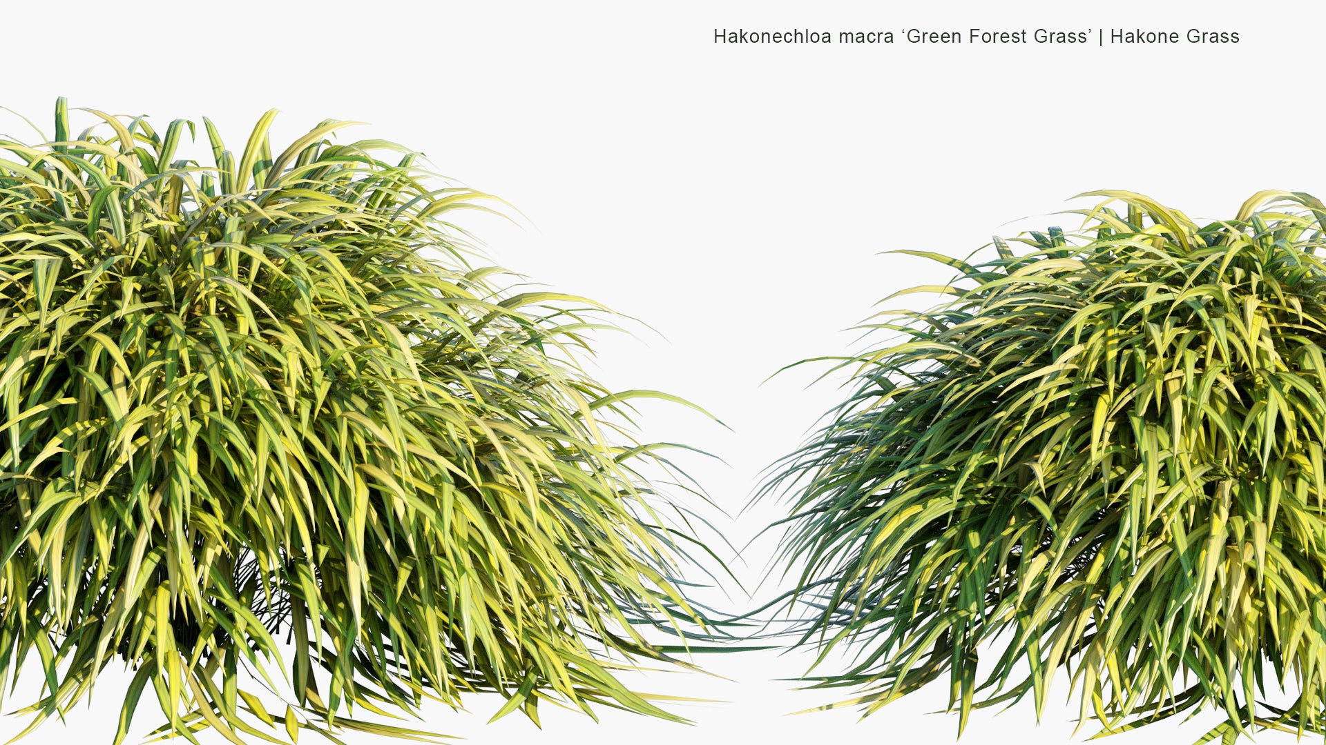 Low Poly Hakonechloa Macra ‘ Green Forest Grass’ - Hakone Grass (3D Model)