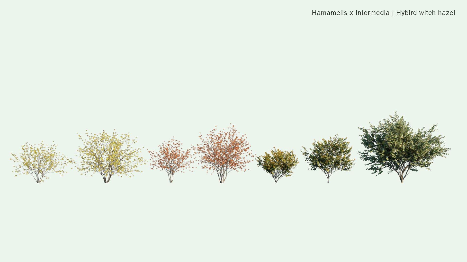 2D Hamamelis x Intermedia - Hybrid Witch Hazel