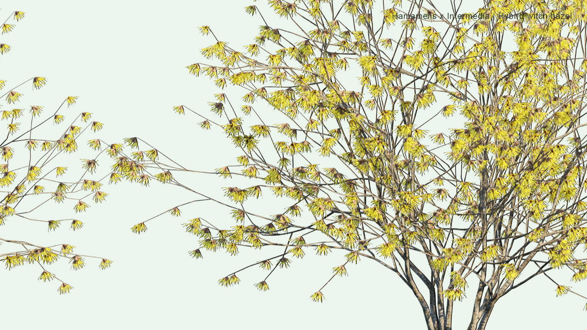 2D Hamamelis x Intermedia - Hybrid Witch Hazel