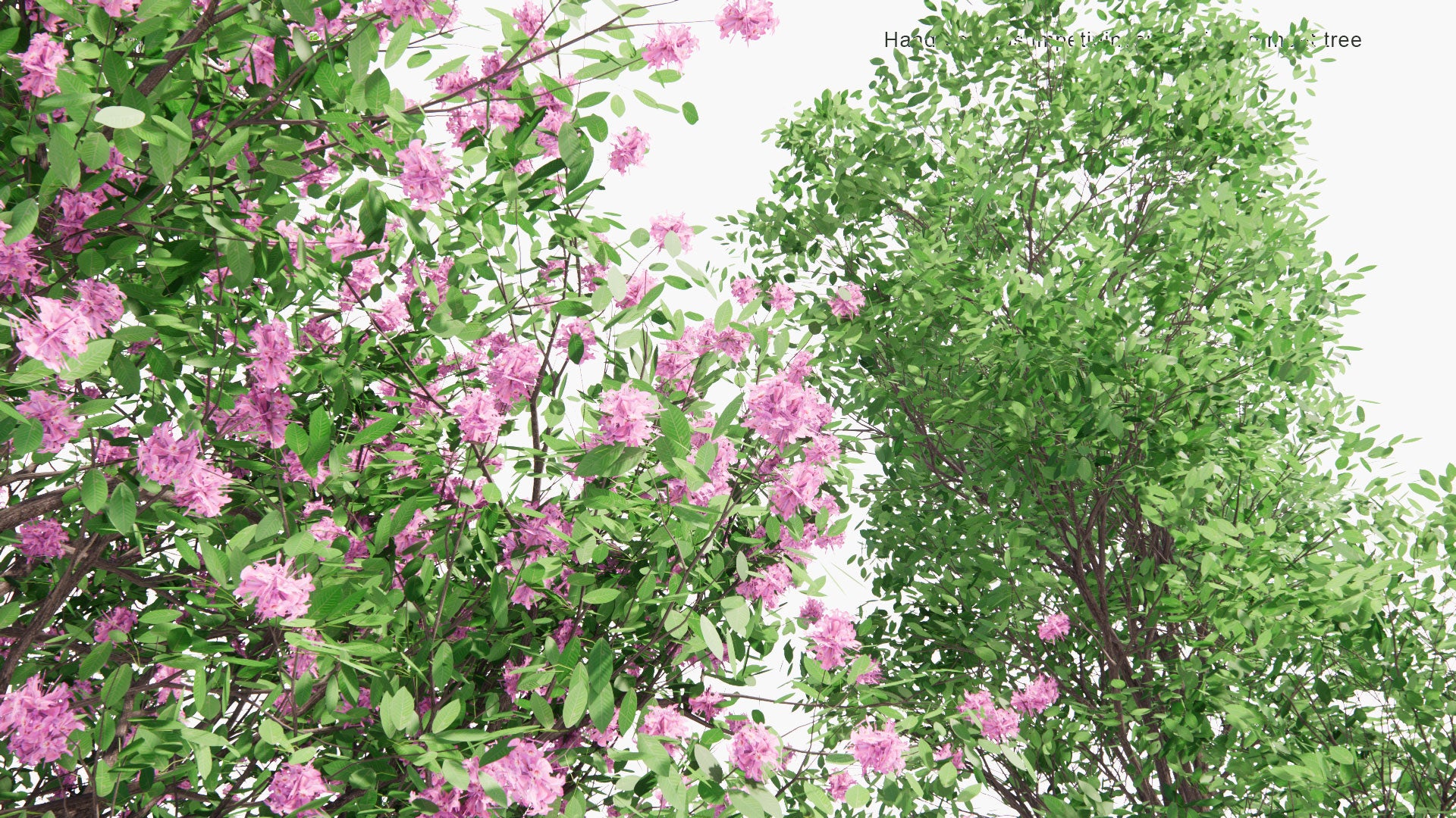 Low Poly Handroanthus Impetiginosus - Pink Ipê, Pink Lapacho, Pink Trumpet Tree (3D Model)