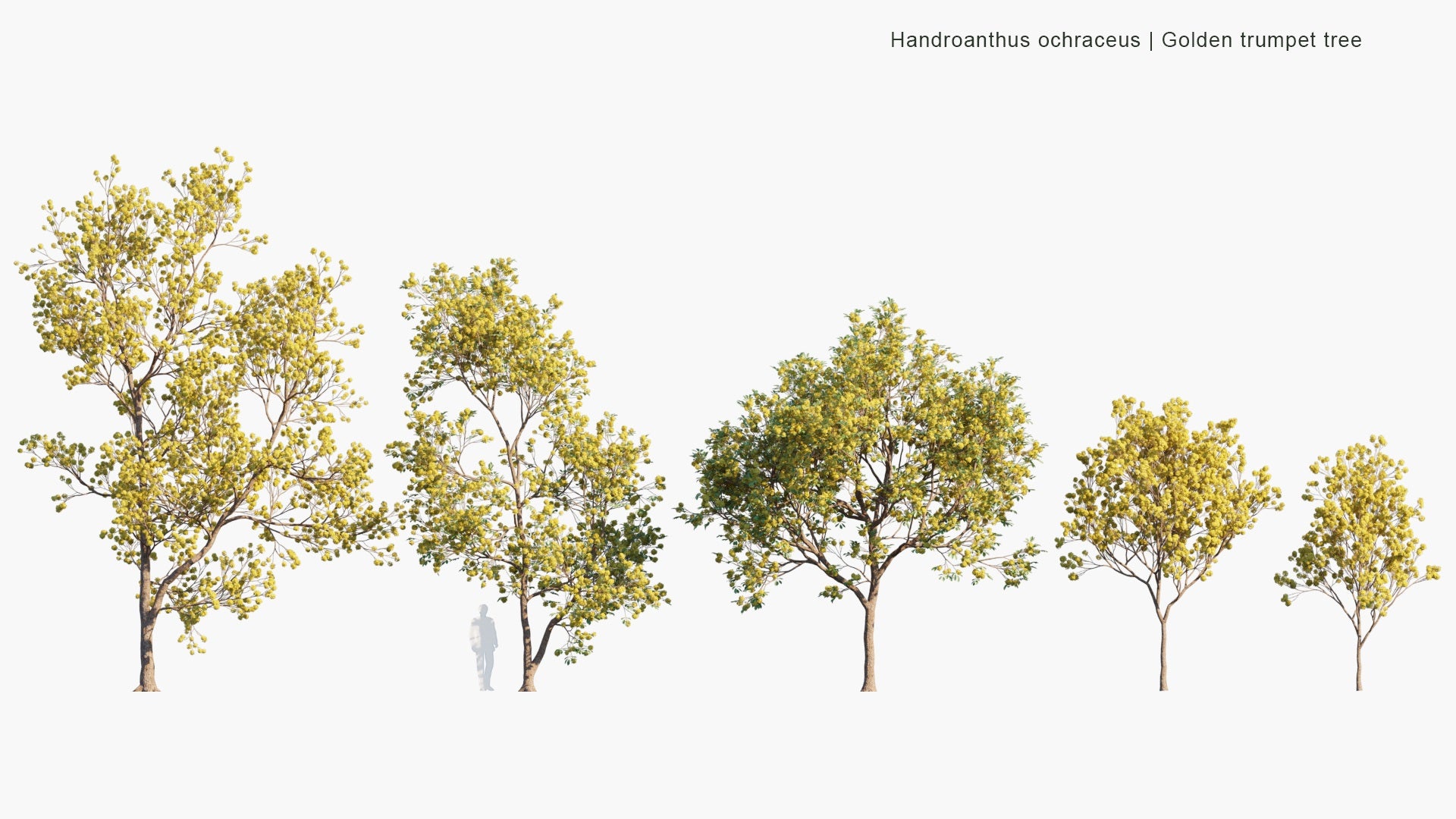 Low Poly Handroanthus Ochraceus - Golden Trumpet Tree (3D Model)